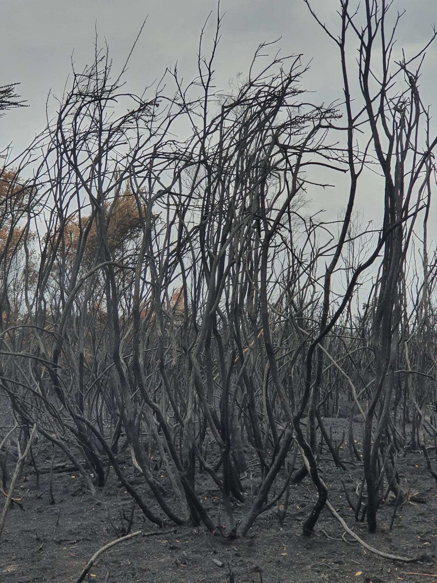 Sarah Summers | Fine Art