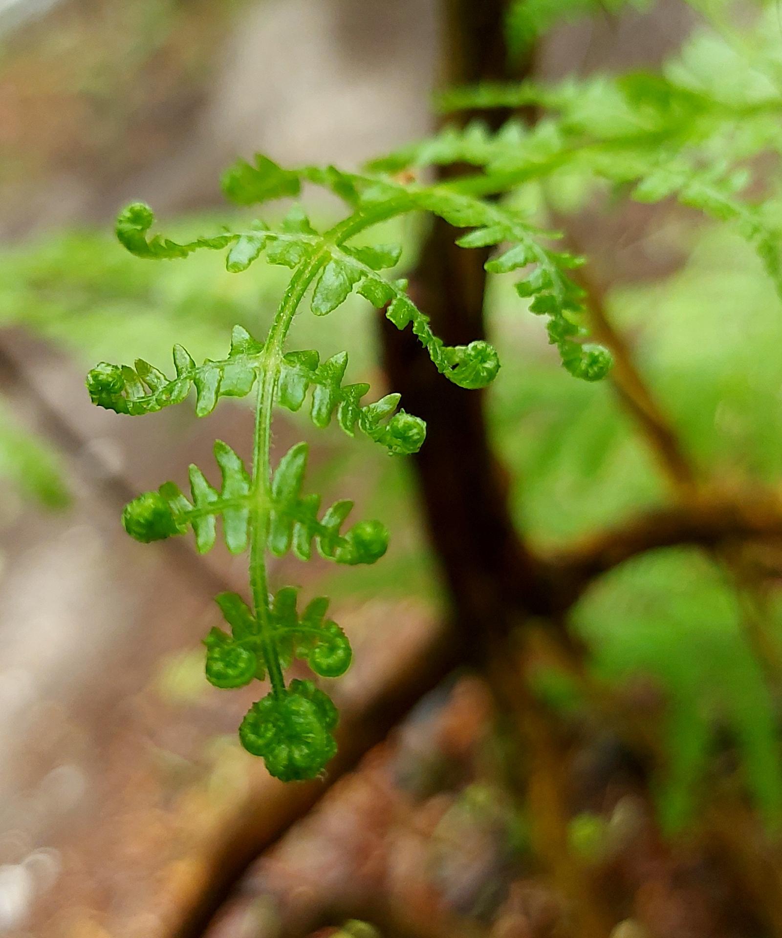 Lucy Lang | Fine Art