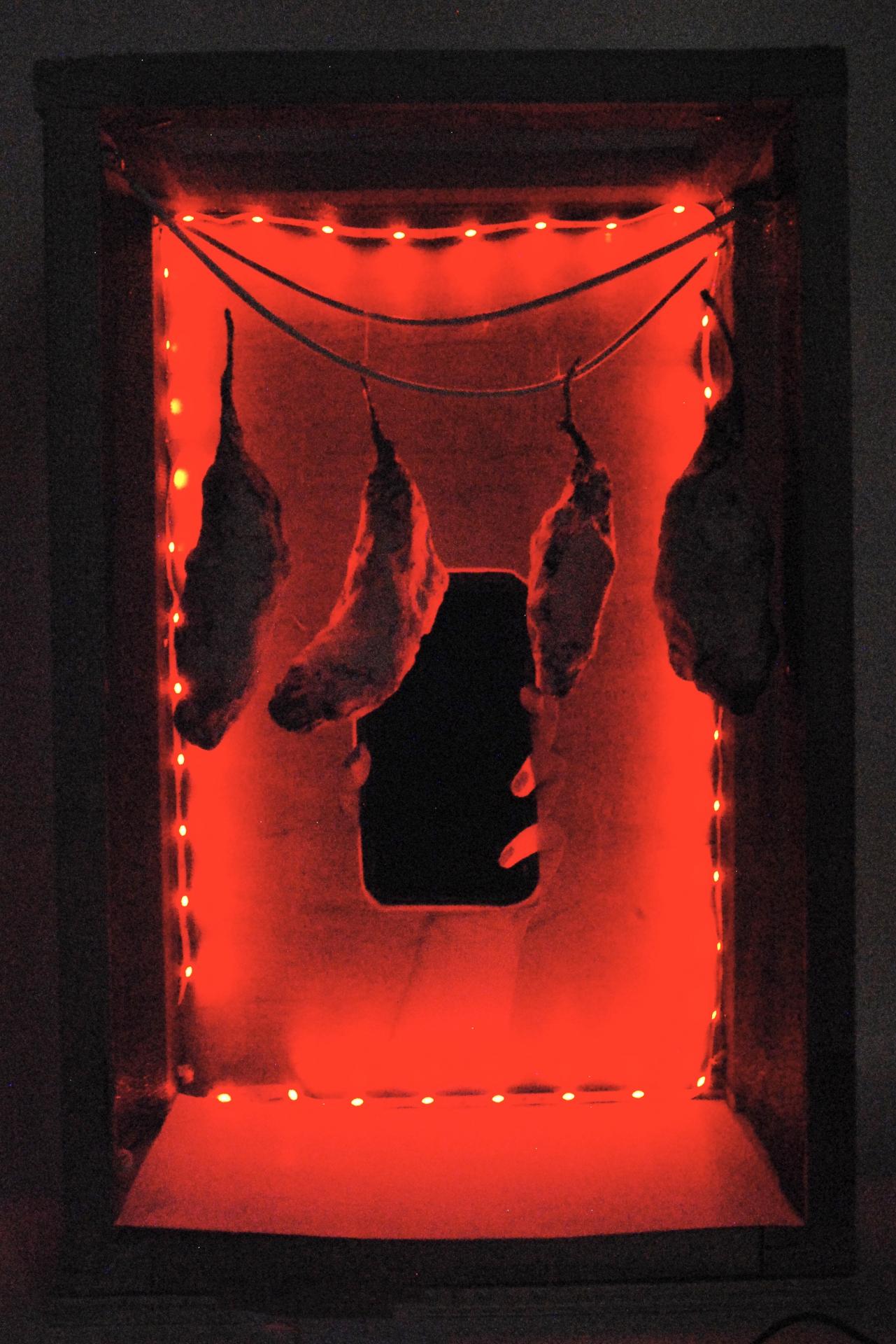 Hannah Lacey | Graphic Design 1