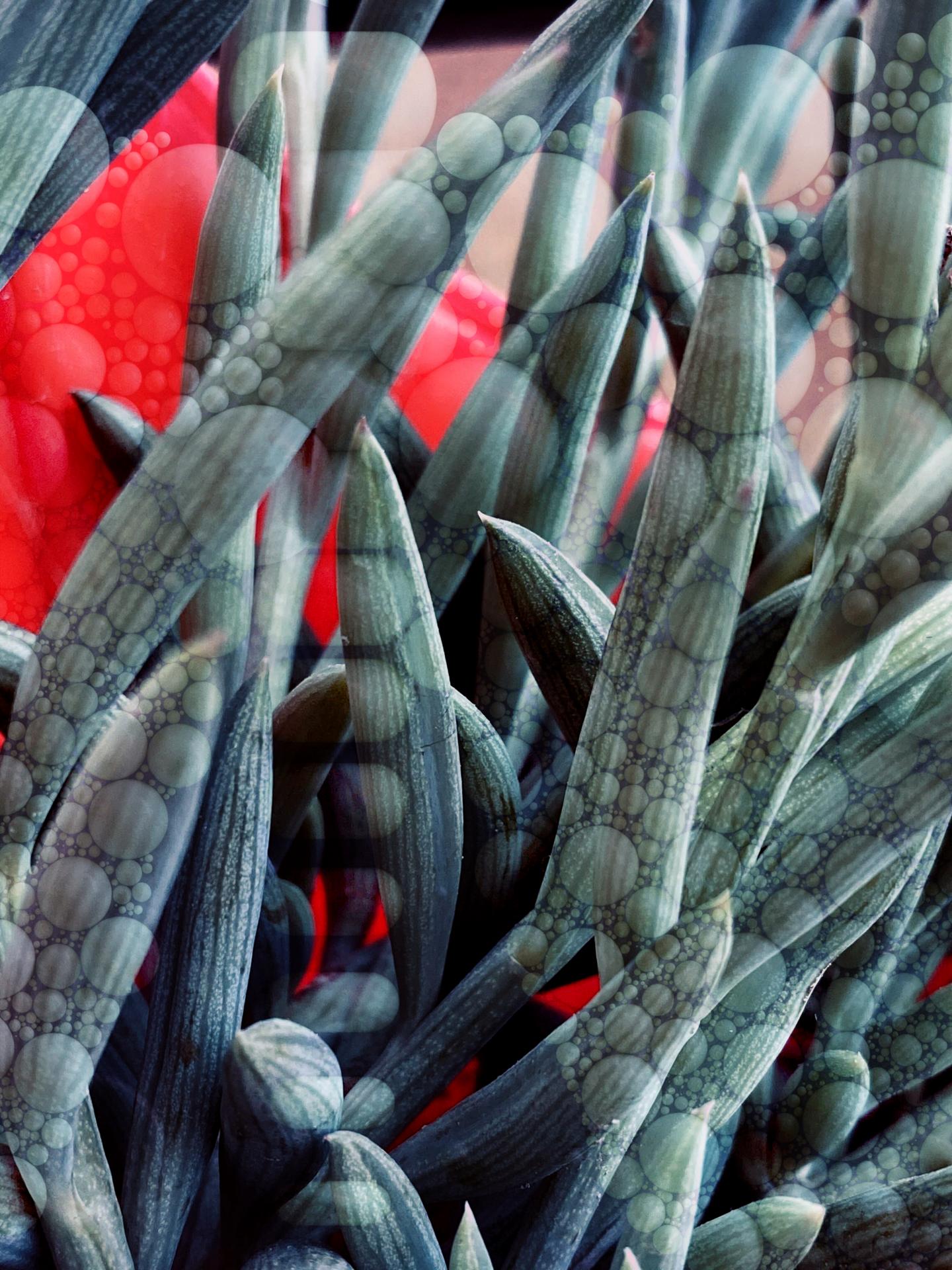 Sukhwinder Singh | Photography 4