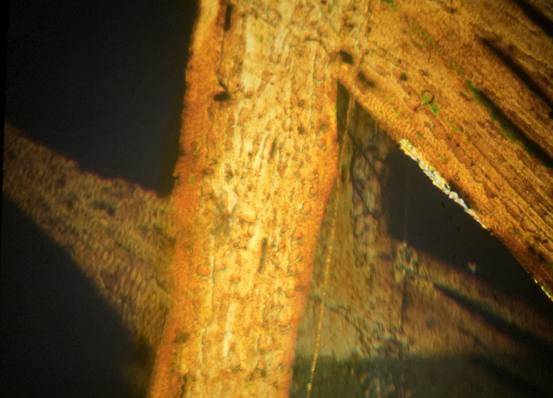 Alice Henderson | Pre-degree & Foundation Studies