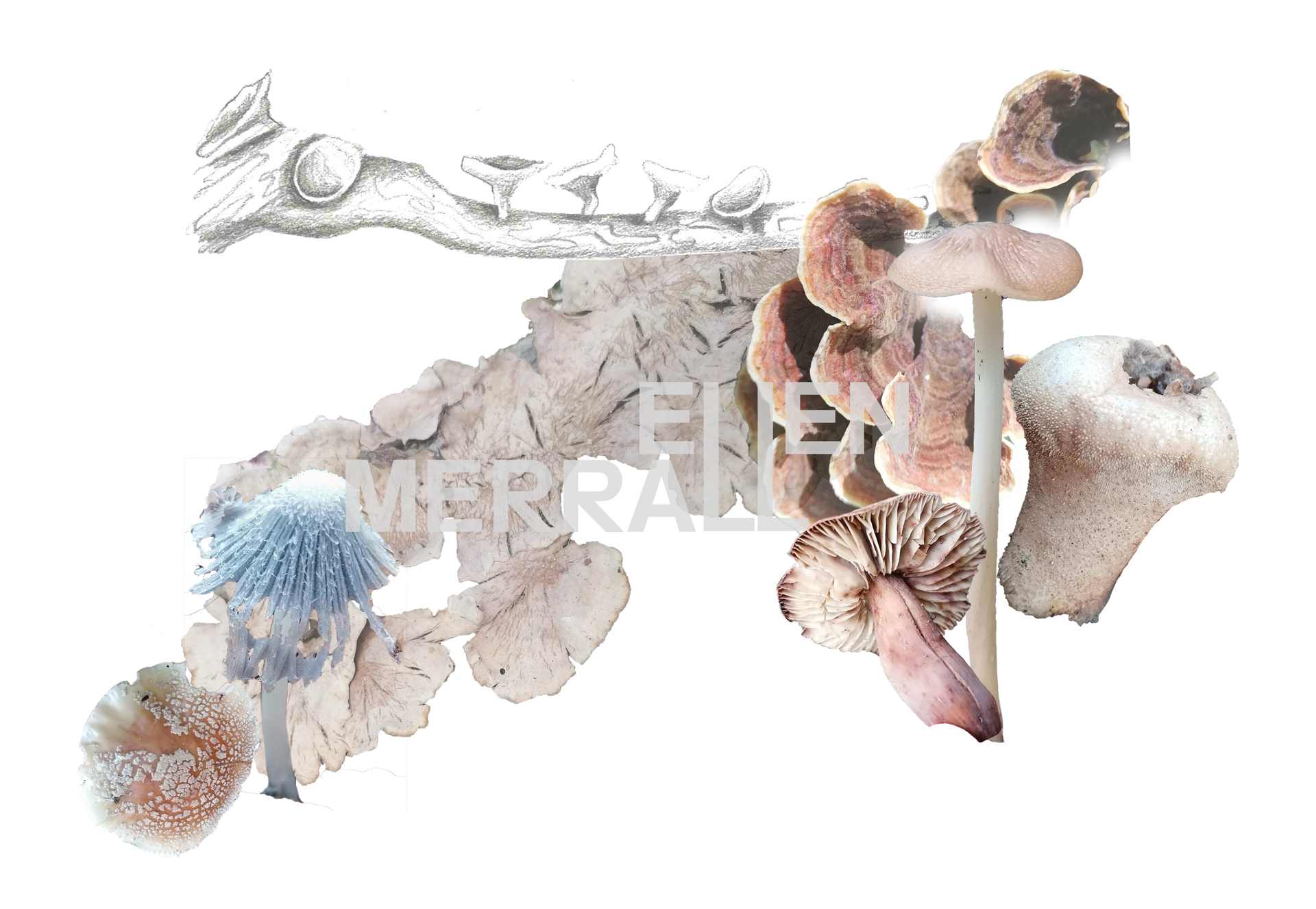 Tess Pedersen Merrall | Fashion 5