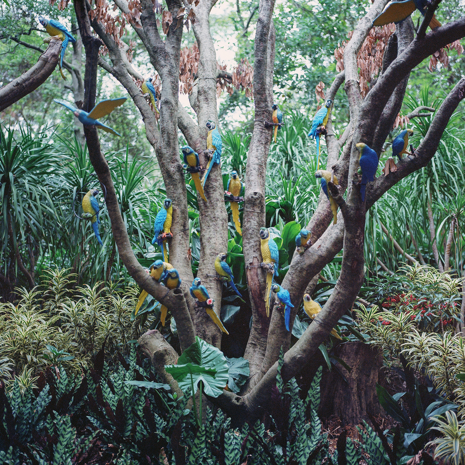 Jiahui Ye | Photography 3