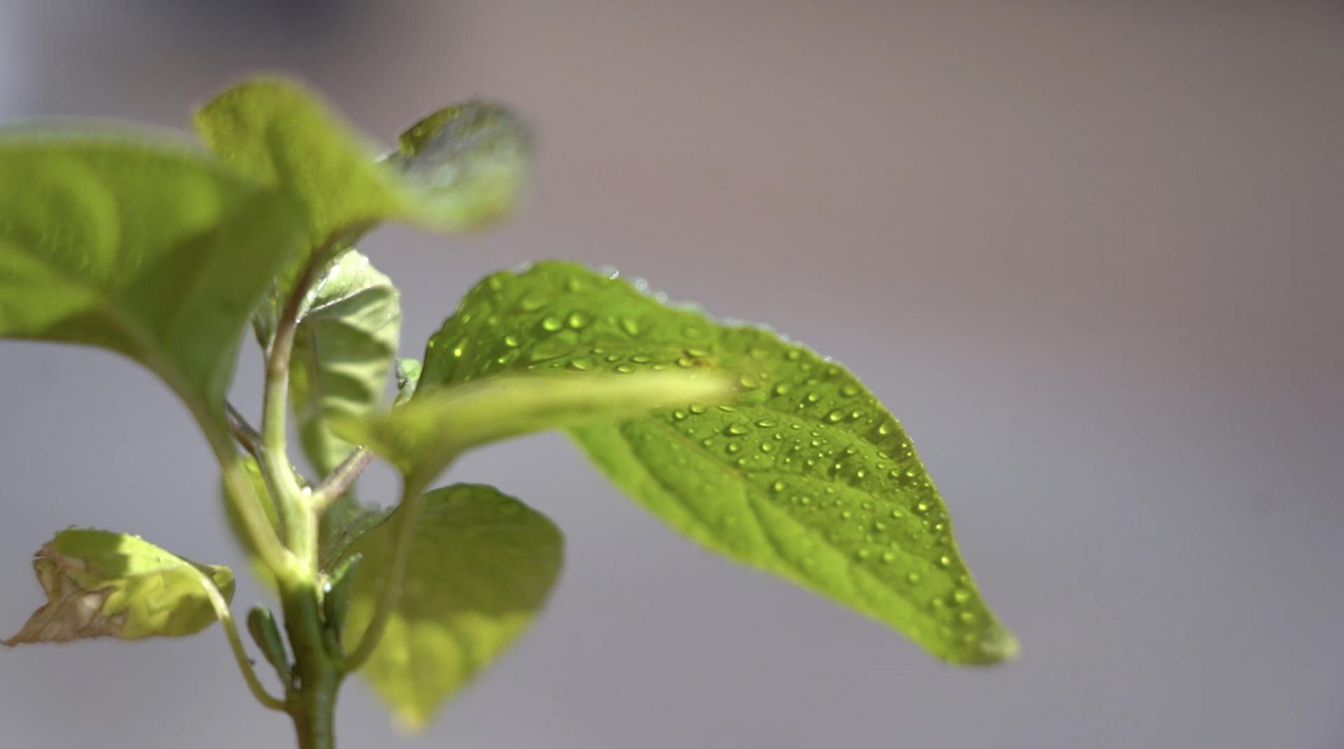 Heather Tennant | Fine Art 2