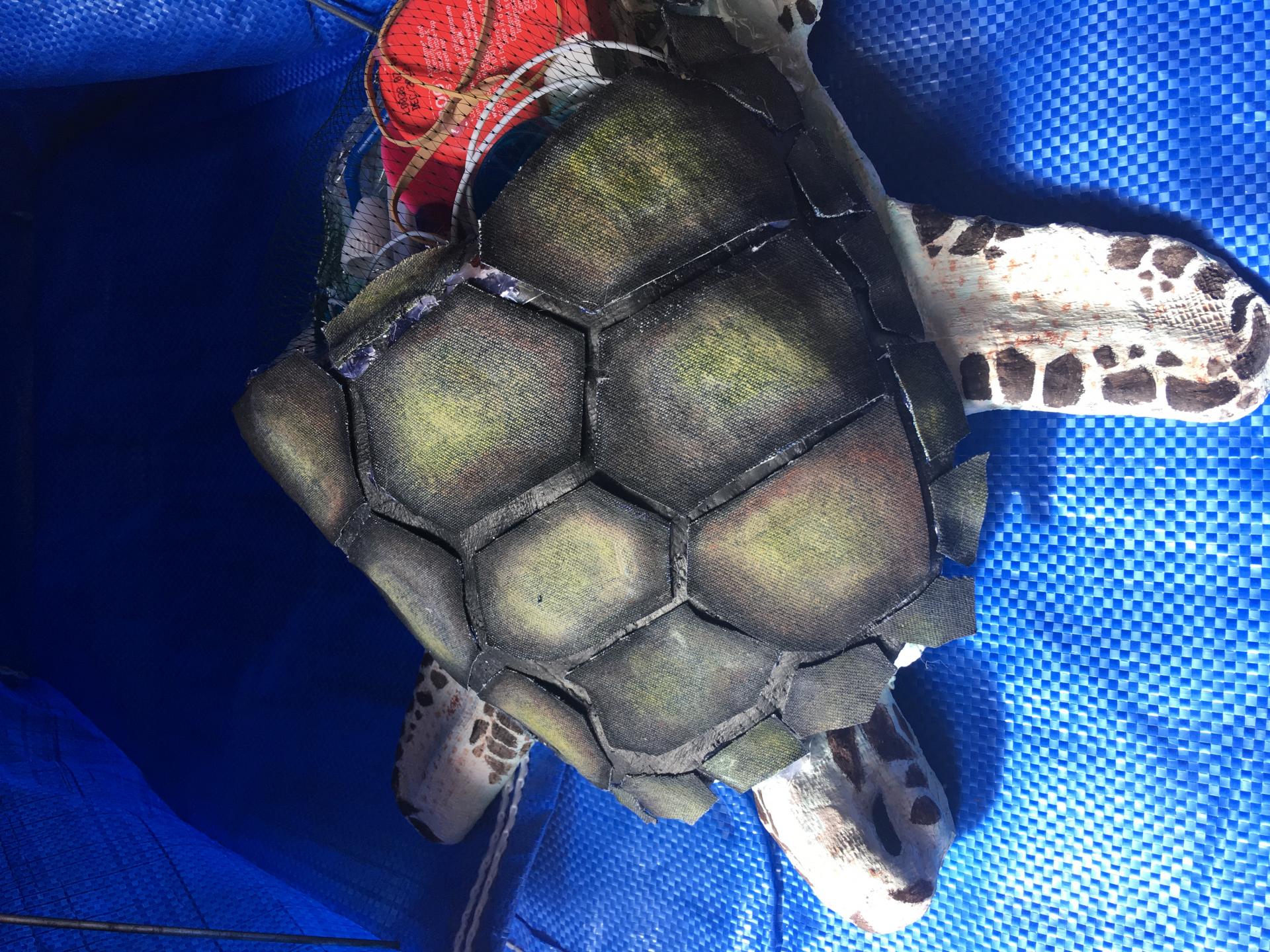 Ela Koyuncu | Pre-degree & Foundation Studies 3