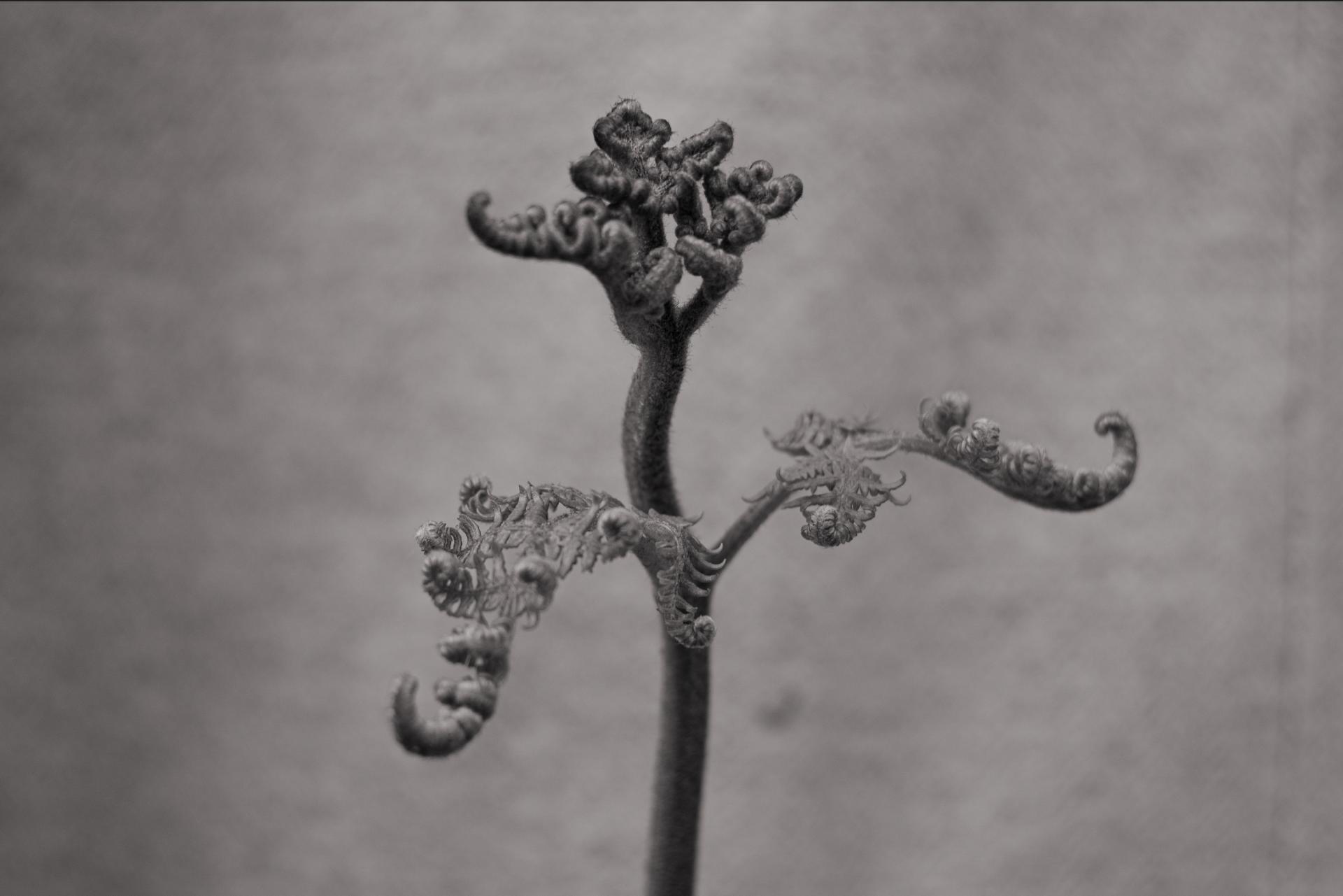 Yifan Lai | Photography 1